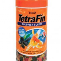 Tetra Fin Goldfish